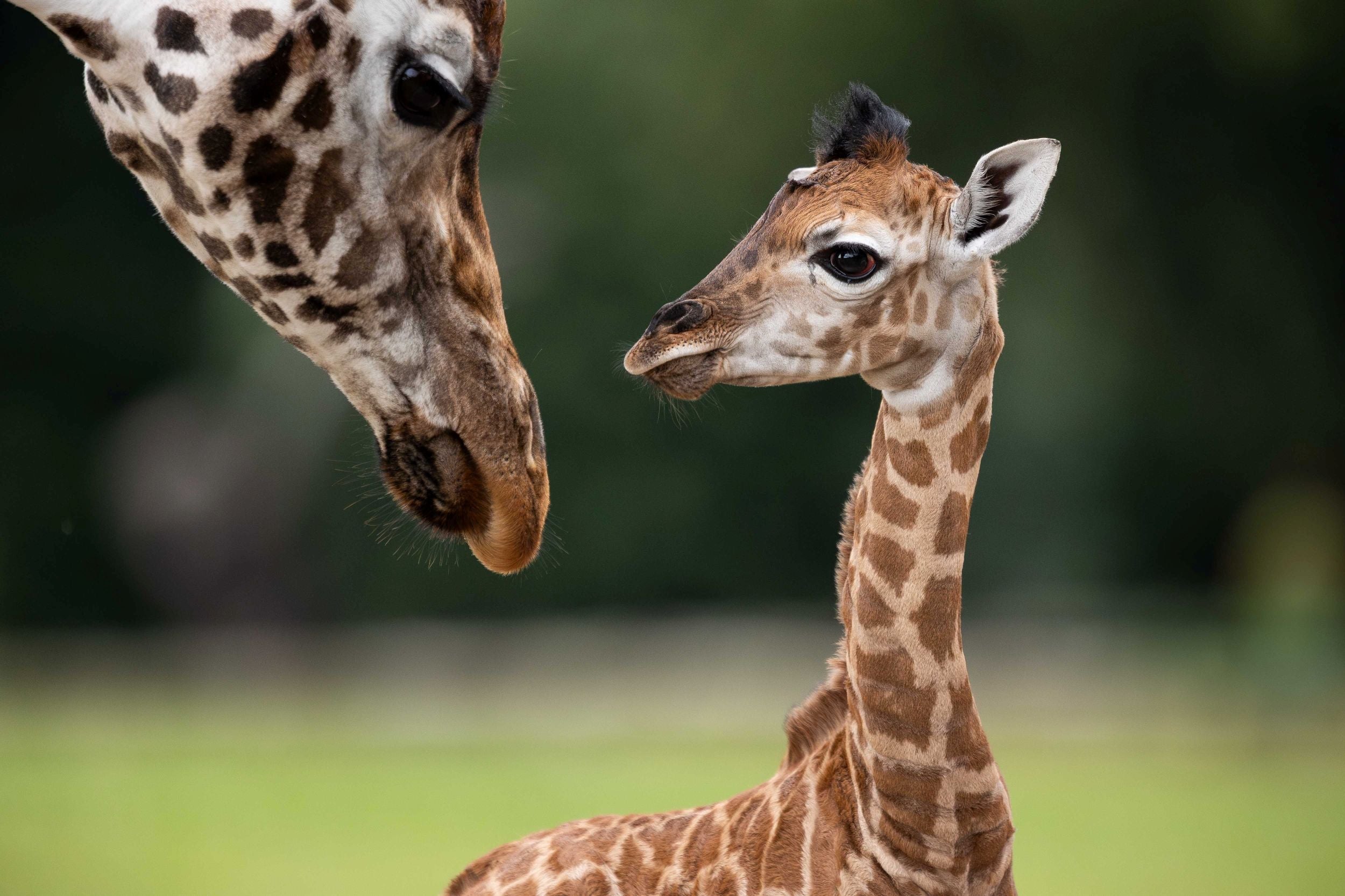 Critically Endangered Nubian giraffe calf has been named.
