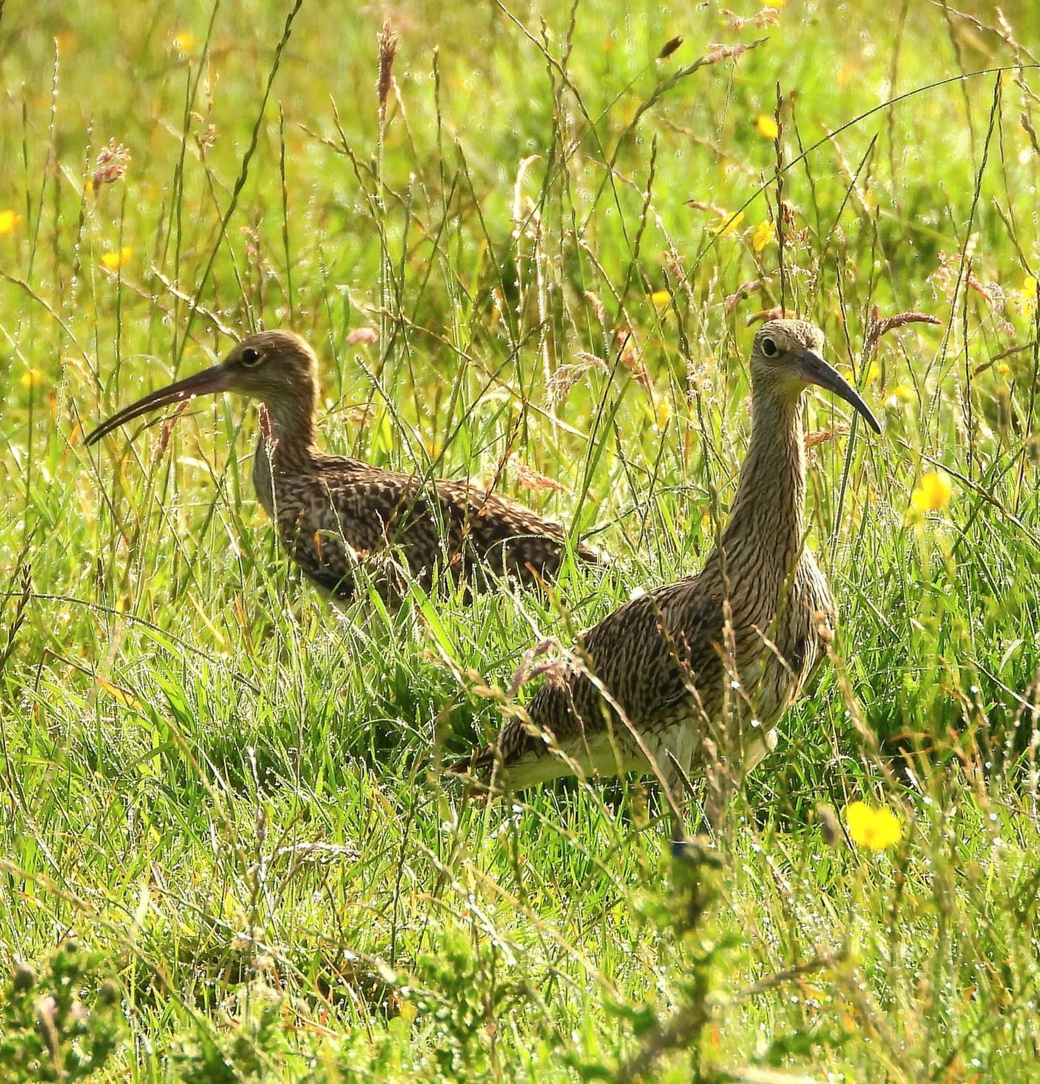 World Curlew Day marks the launch of the 2025 Breeding Waders EIP Headstarting programme.