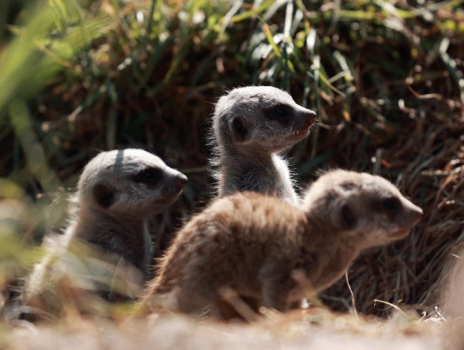 Baby boom at Fota Wildlife Park this summer