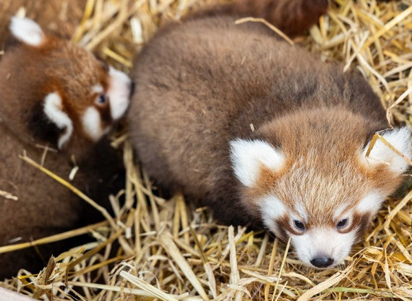 Fota Wildlife Park announces birth of two endangered red panda cubs