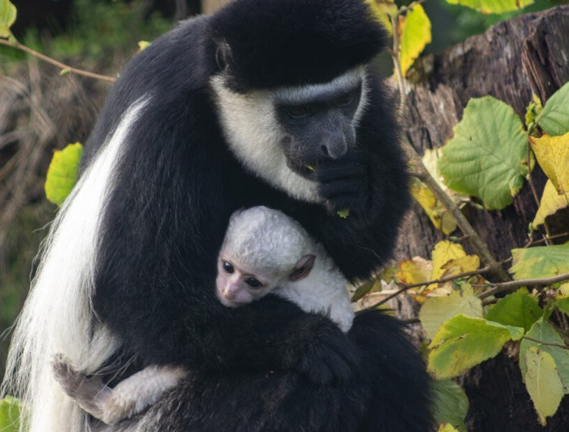 Fota Wildlife Park Invites Public to Help Name New Black-and-White Colobus Baby Monkey