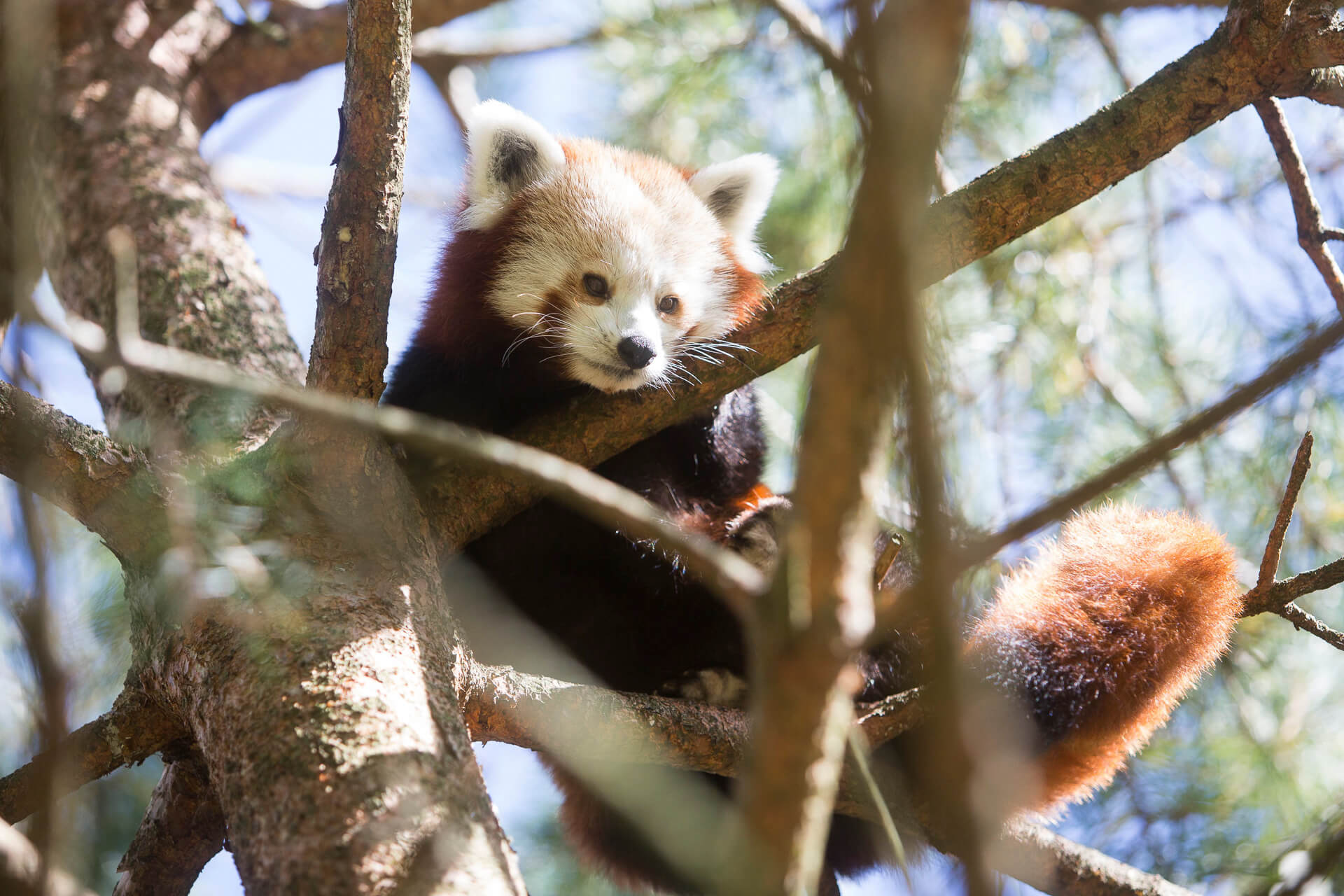 Bank Holiday Weekend with unforgettable family fun at Fota Wildlife Park!
