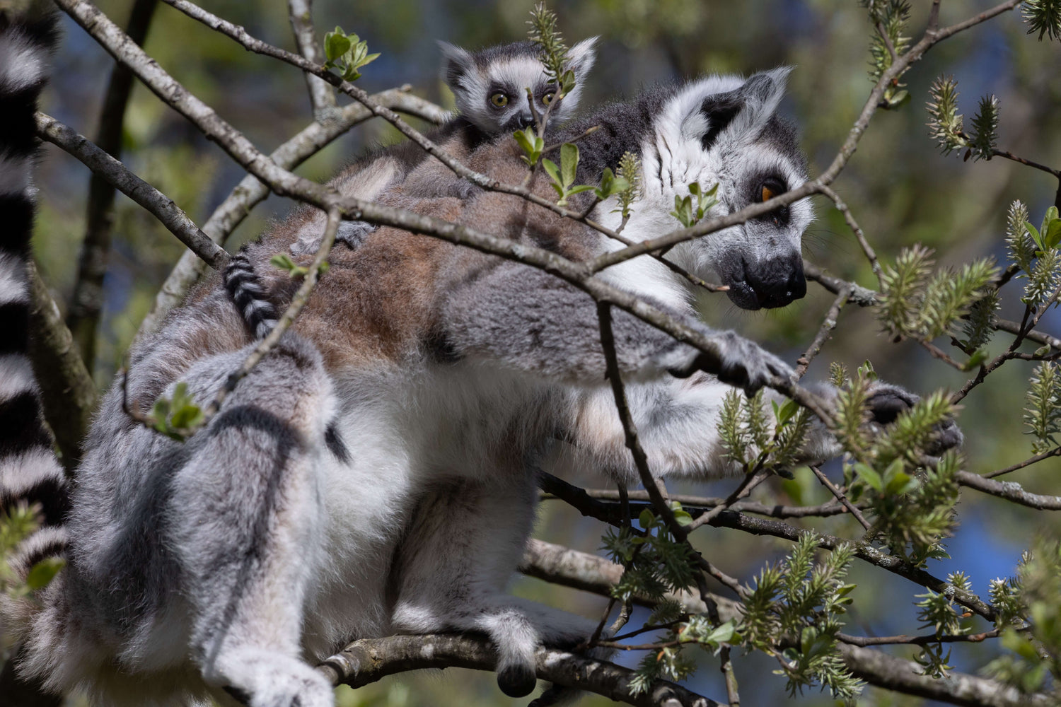 Fota Wildlife Park Welcomes Five Endangered Ring-Tailed Baby Lemurs this Easter
