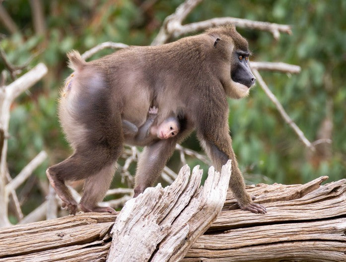 Announcing the first endangered baby drill monkey born at Fota Wildlife Park