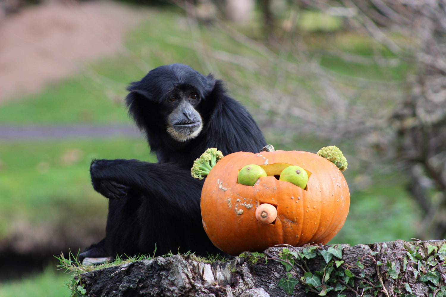 Halloween Activities at Fota Wildlife Park 2025