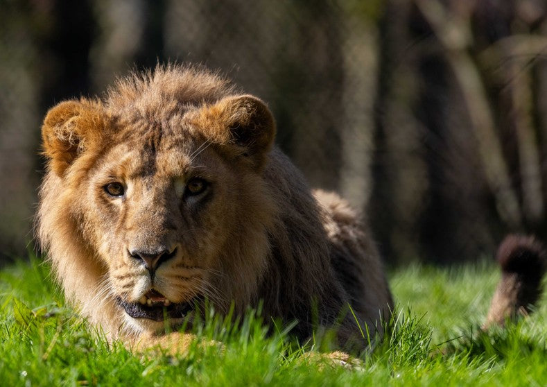 Final Opportunity to See Asiatic Lion Cubs and Irish-Born Indian Rhino Before International Transfer