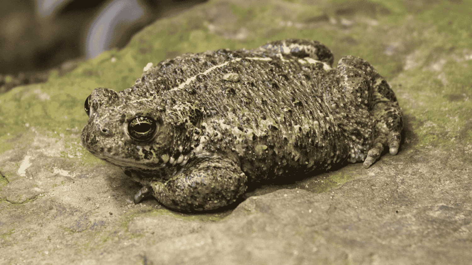 Biodiversity Week at Fota Wildlife Park, May 16–25, 2025