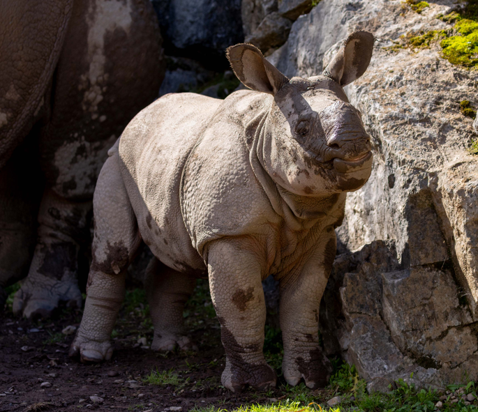 Fota Wildlife Park Announces Name of Rare Baby Rhino
