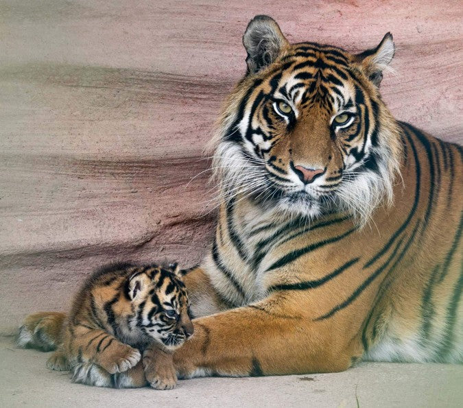 Fota Wildlife Park celebrates rare double birth of critically endangered tiger and endangered lion cubs