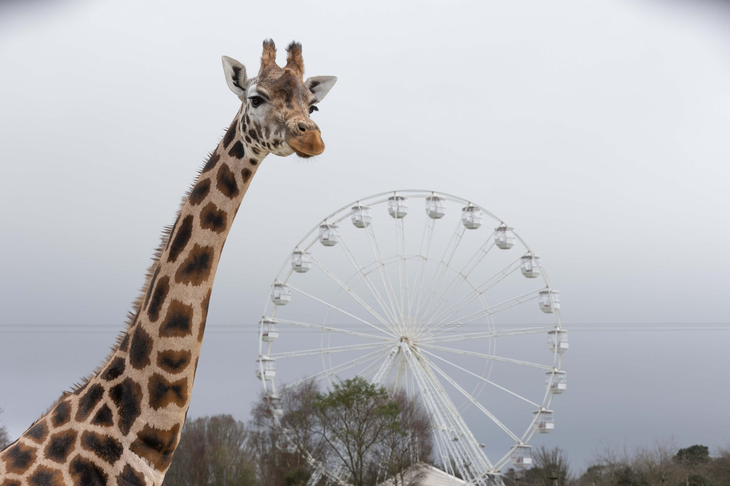 Easter Break Events at Fota Wildlife Park