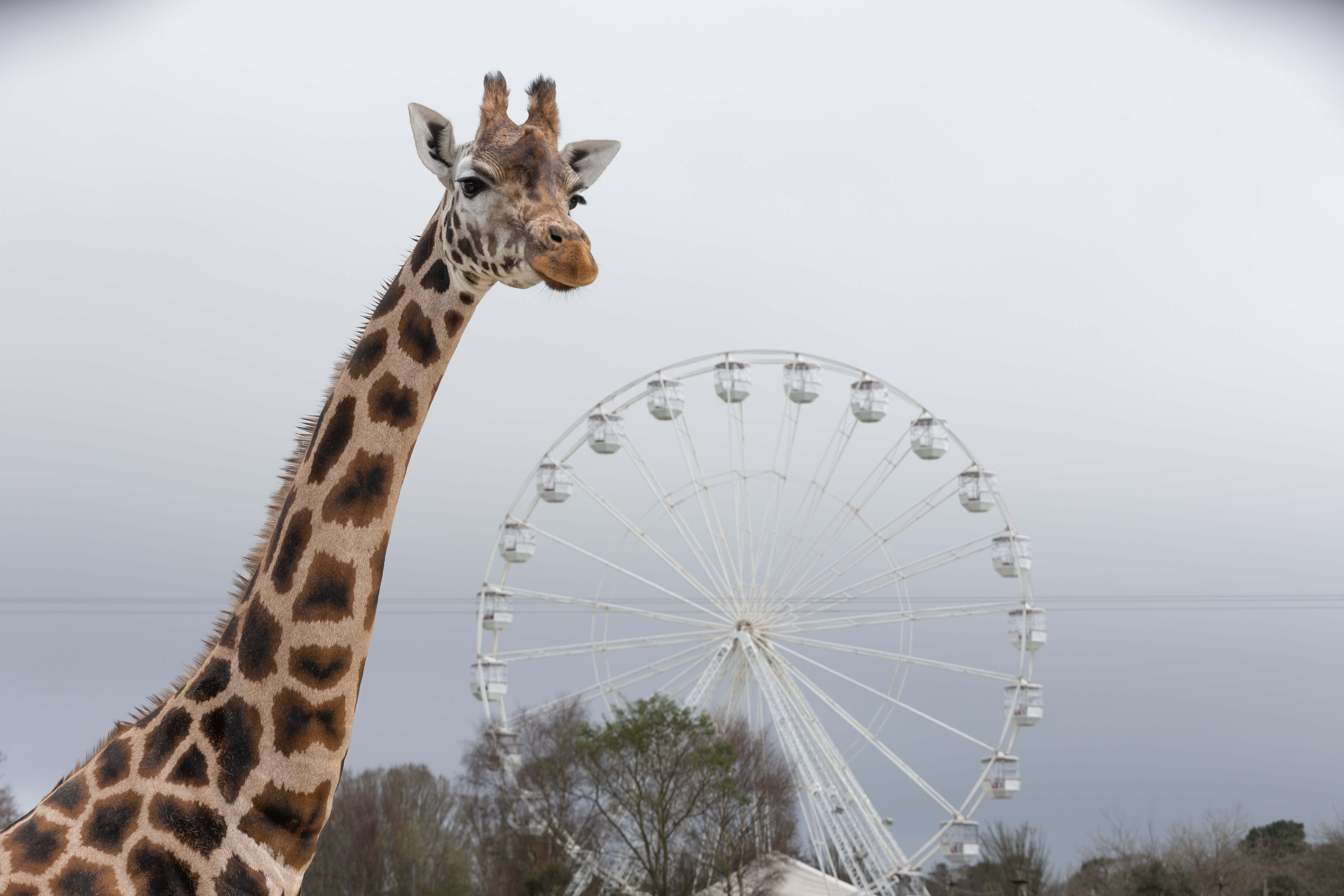 Easter Break Events at Fota Wildlife Park
