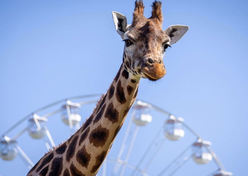 Panoramic Wheel - final day is Sunday 21st September
