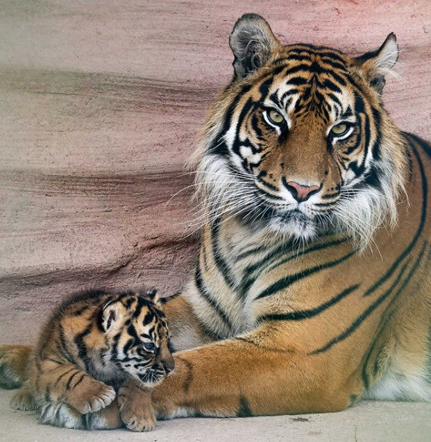 Join us for International Tiger Day on Wednesday 29th July