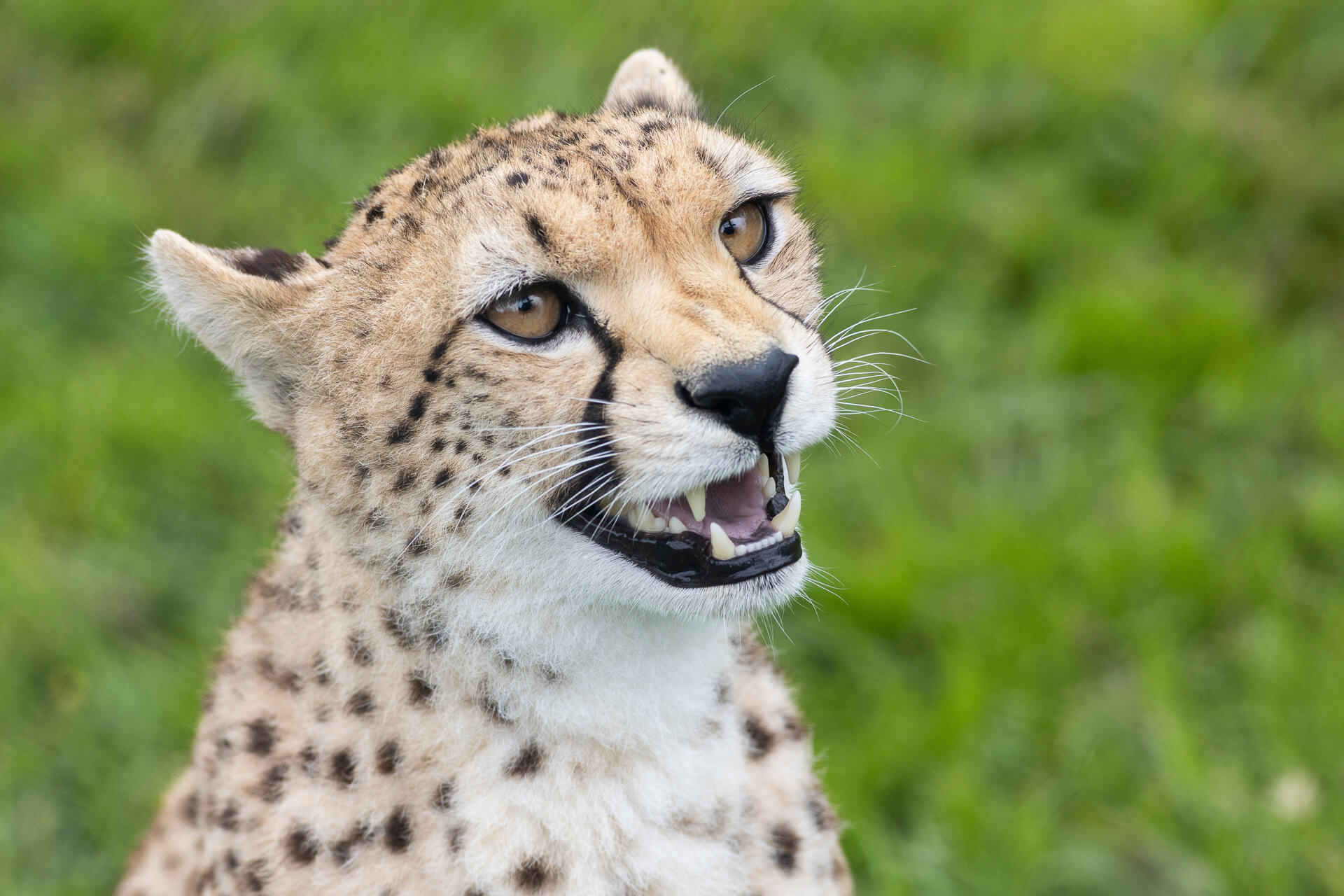 Donate to Fota Wildlife