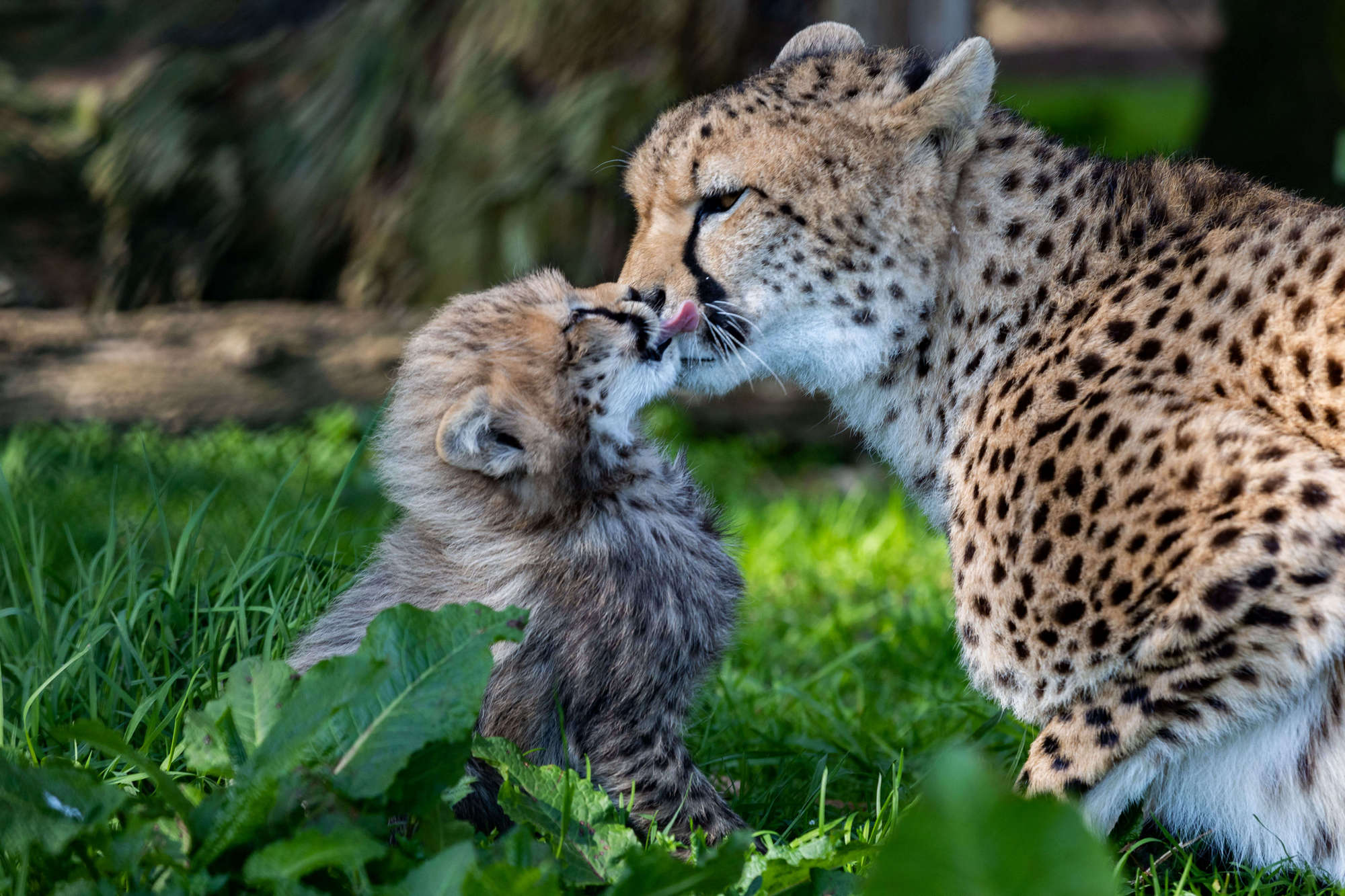 Donate to Fota Wildlife