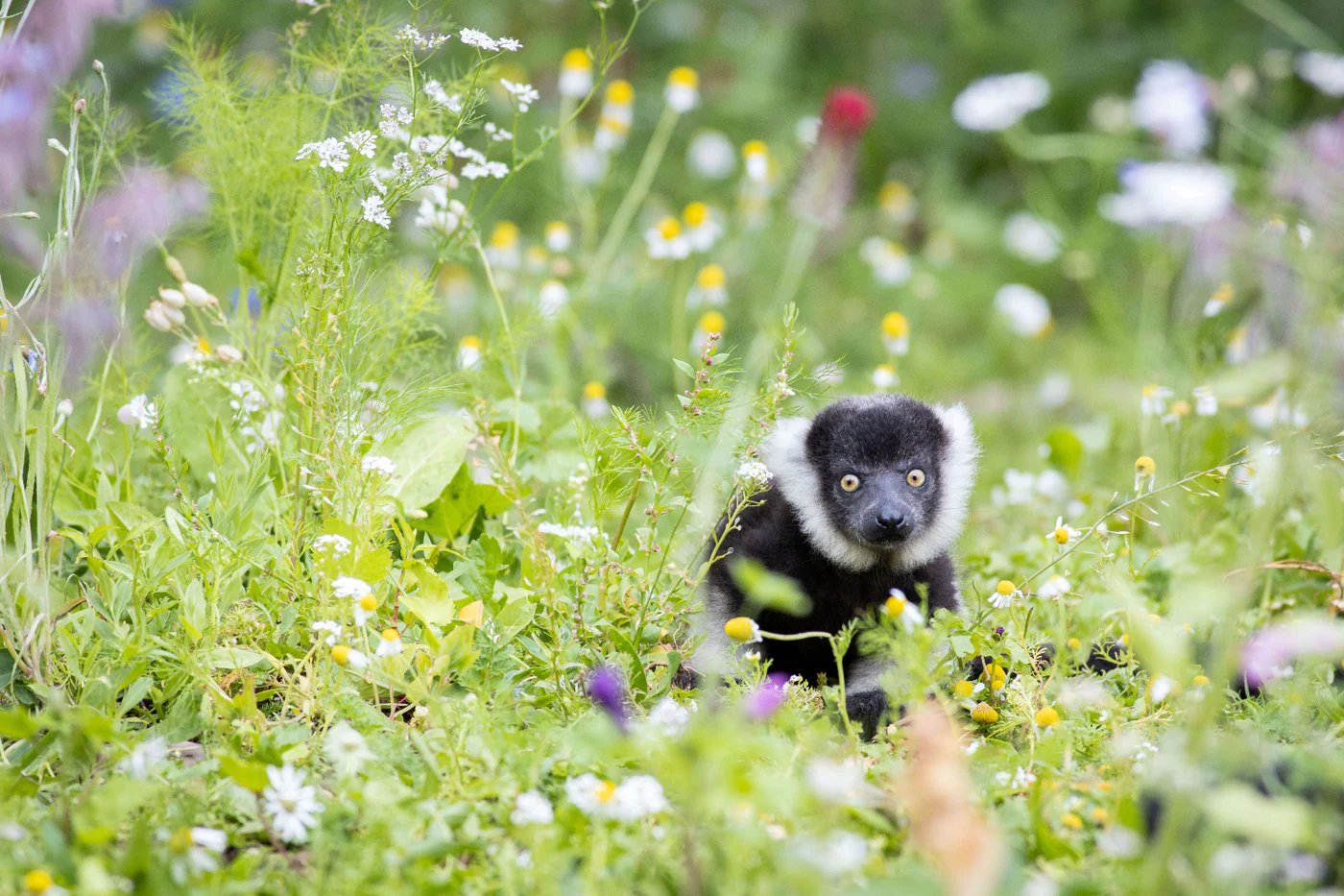 lemur in a grassy field with wildflowers