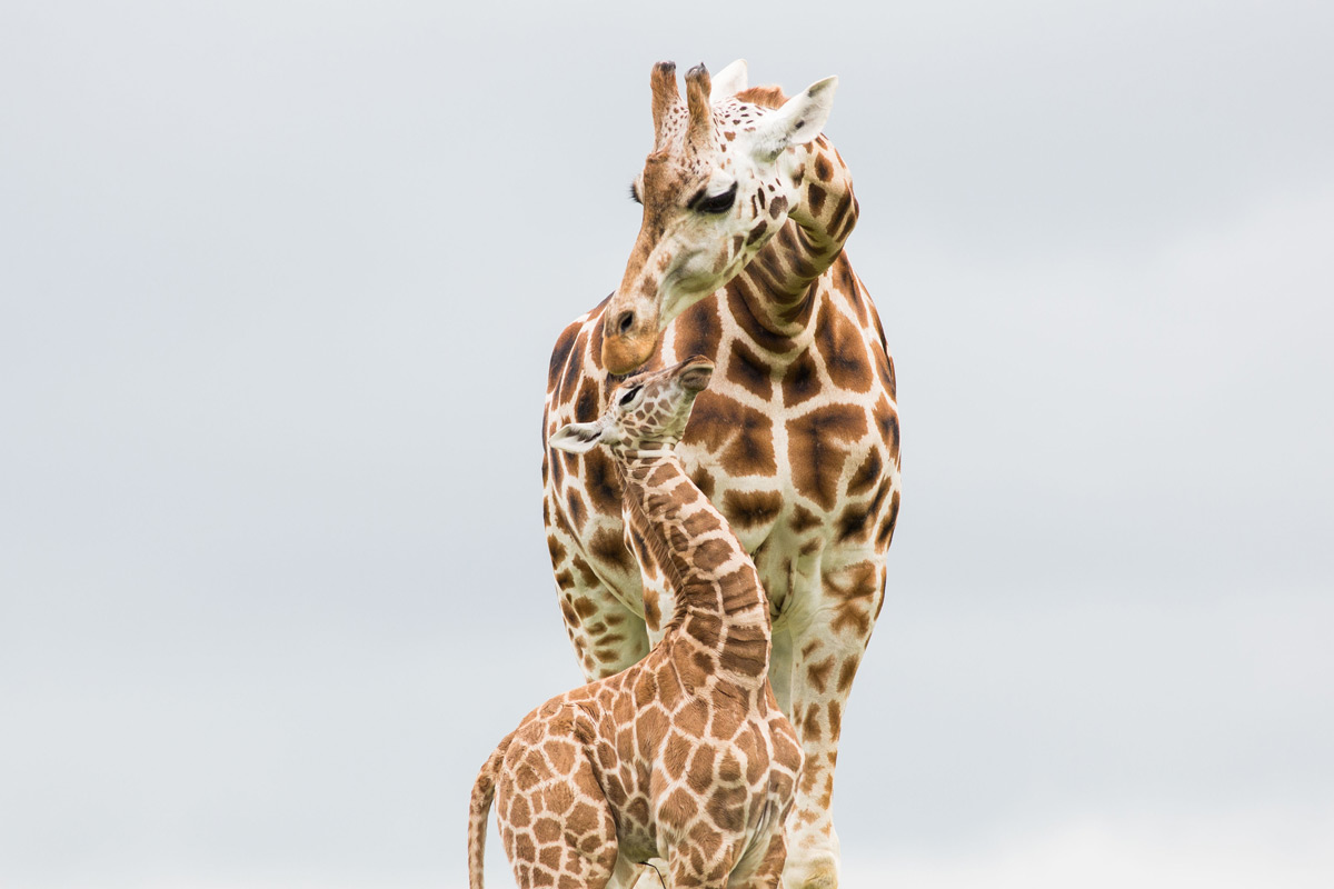 Irish Name for Baby Giraffe