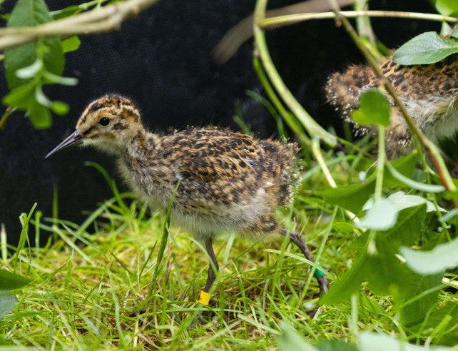 Fota Wildlife Park as project partner of Breeding Waders EIP  helps pilot Ireland’s first dunlin headstarting programme