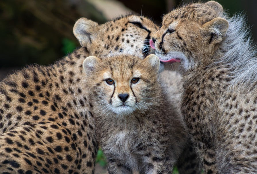 Fota Wildlife Park announces the names of the two cheetah cubs