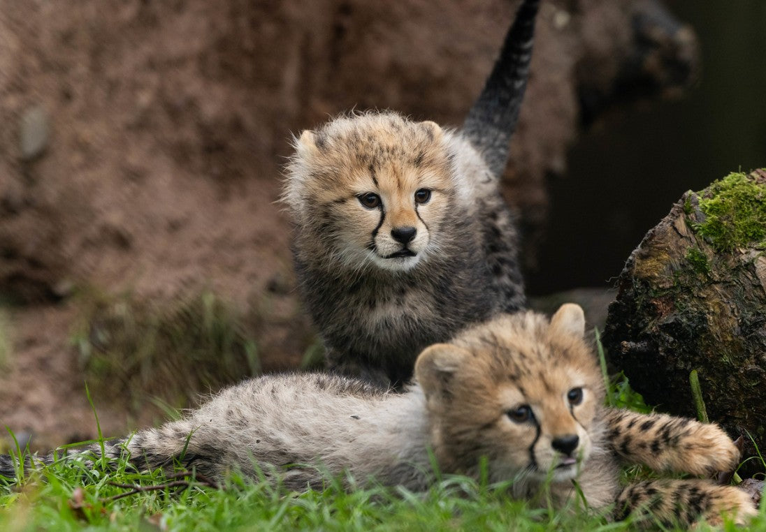 Easter Break at Fota Wildlife Park