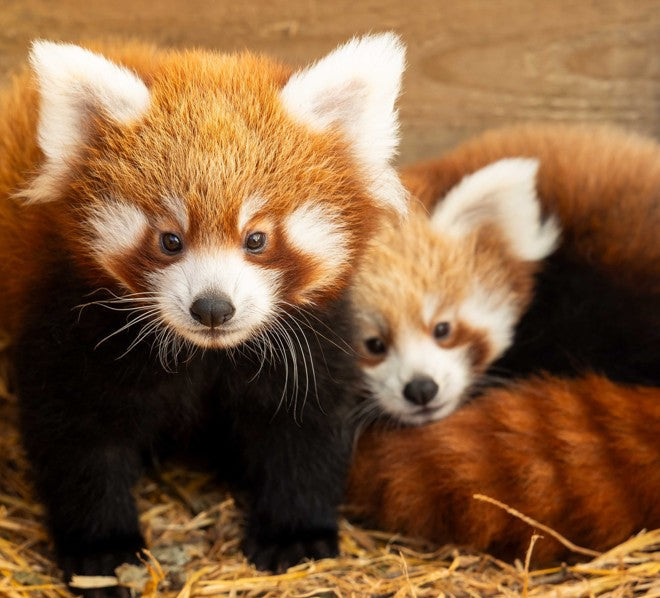 Endangered Red Panda Cubs are Named