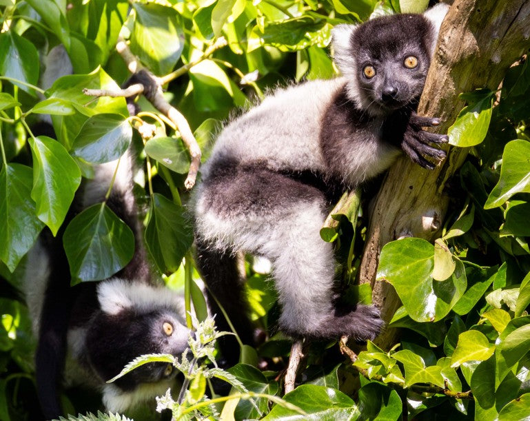 Two Critically Endangered Black-and-White Ruffed Lemur Babies Born at Fota Wildlife Park