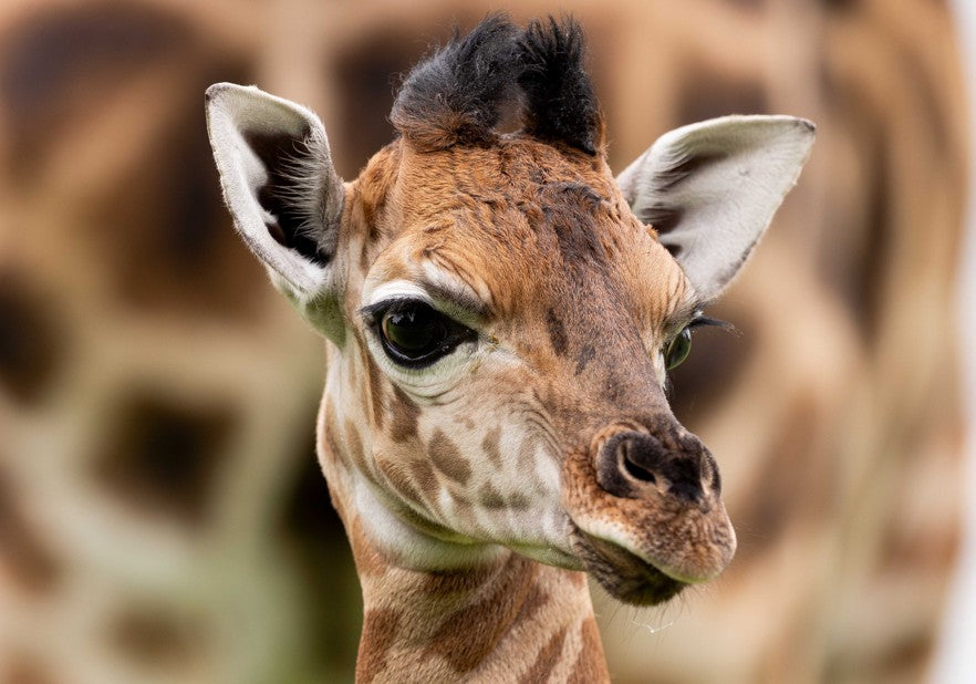 Fota Wildlife Park celebrates birth of Critically Endangered Nubian giraffe calf