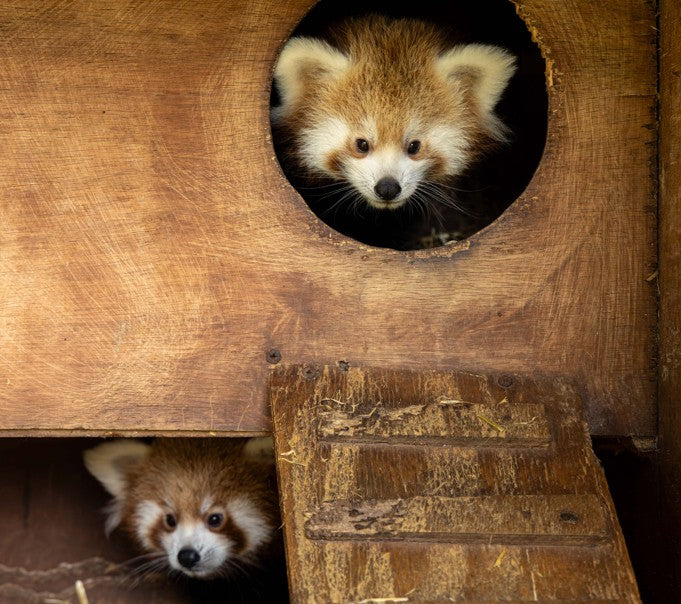 Fota Wildlife Park Celebrates the Birth of Two Endangered Red Panda Cubs