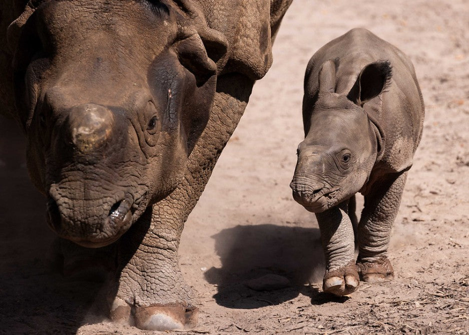 Fota Wildlife Park Announces Birth of Indian Rhino Calf