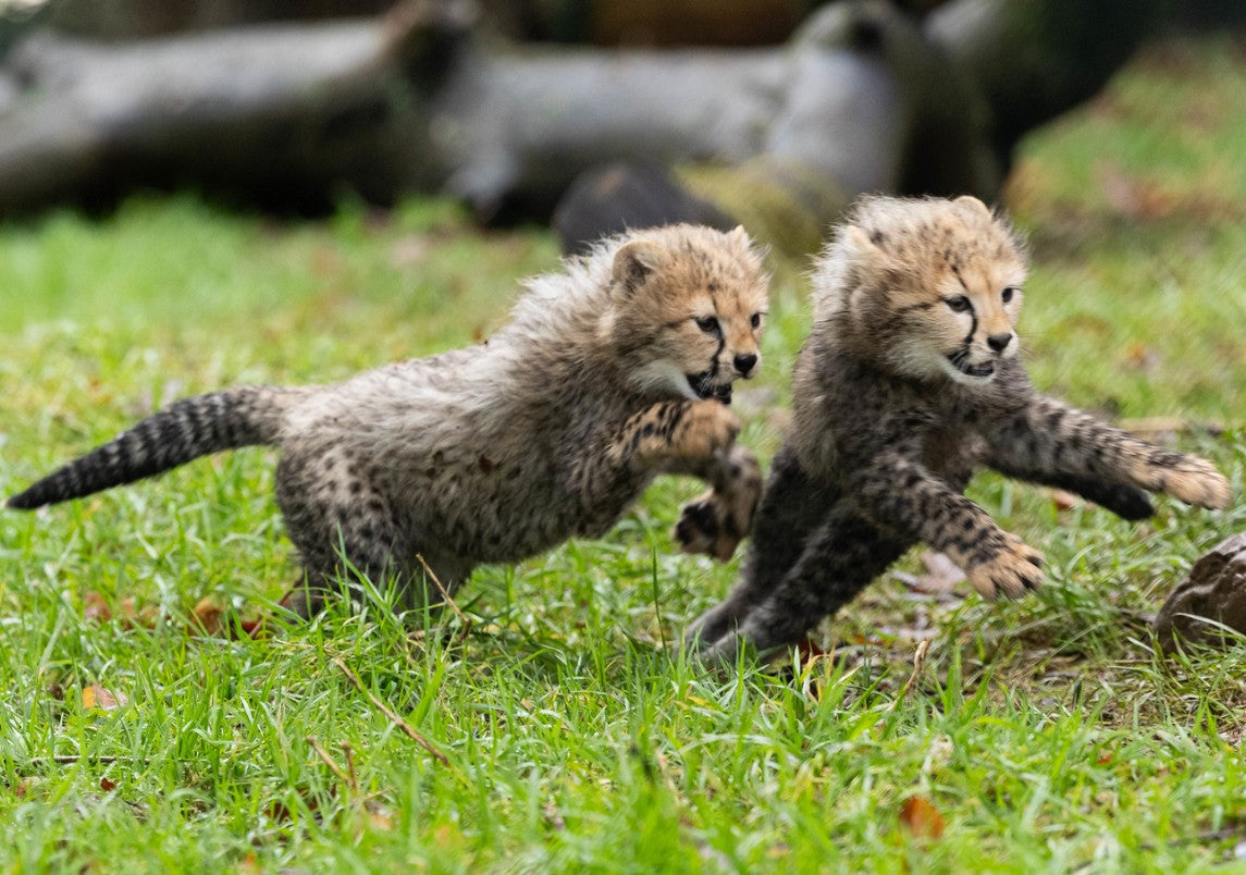 Fota Wildlife Park announces the birth of two endangered Northern cheetah cubs