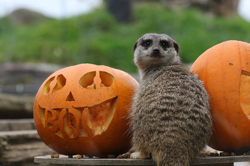 Halloween Comes to Fota Wildlife Park This October Midterm