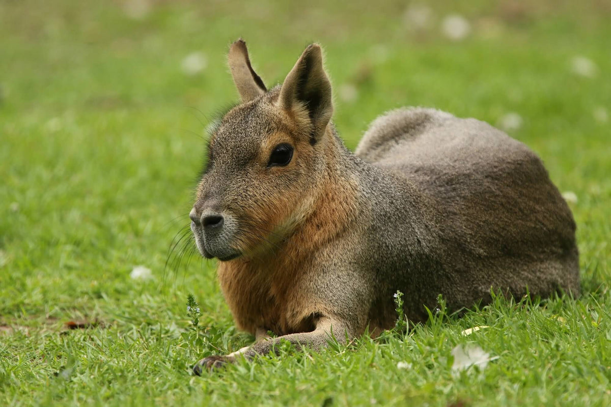 Mara