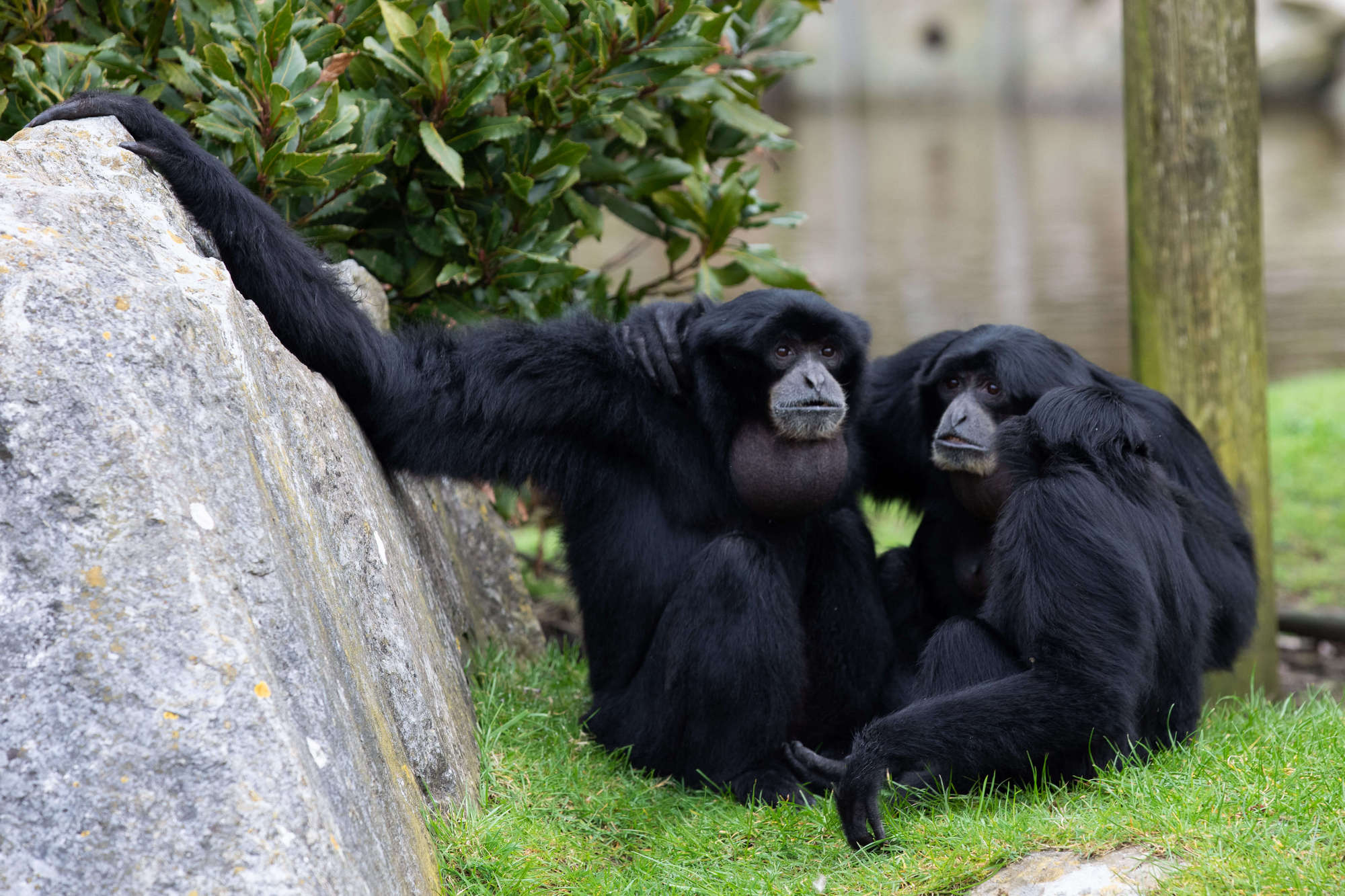 Siamang gibbon