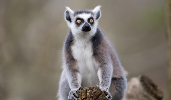 Ring-tailed Lemur - Fota Wildlife Park