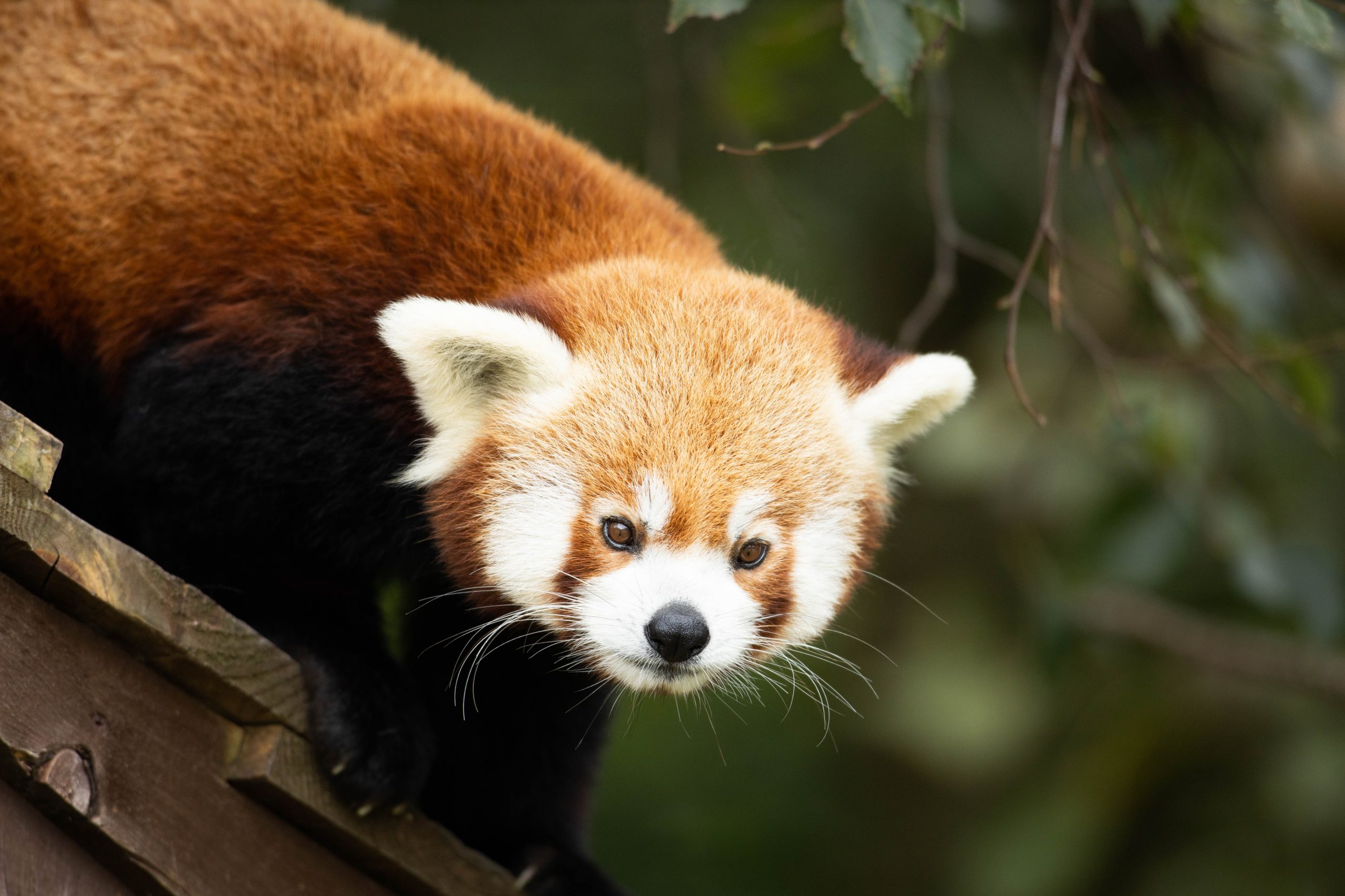 International Red Panda Day at Fota Wildlife Park 2022