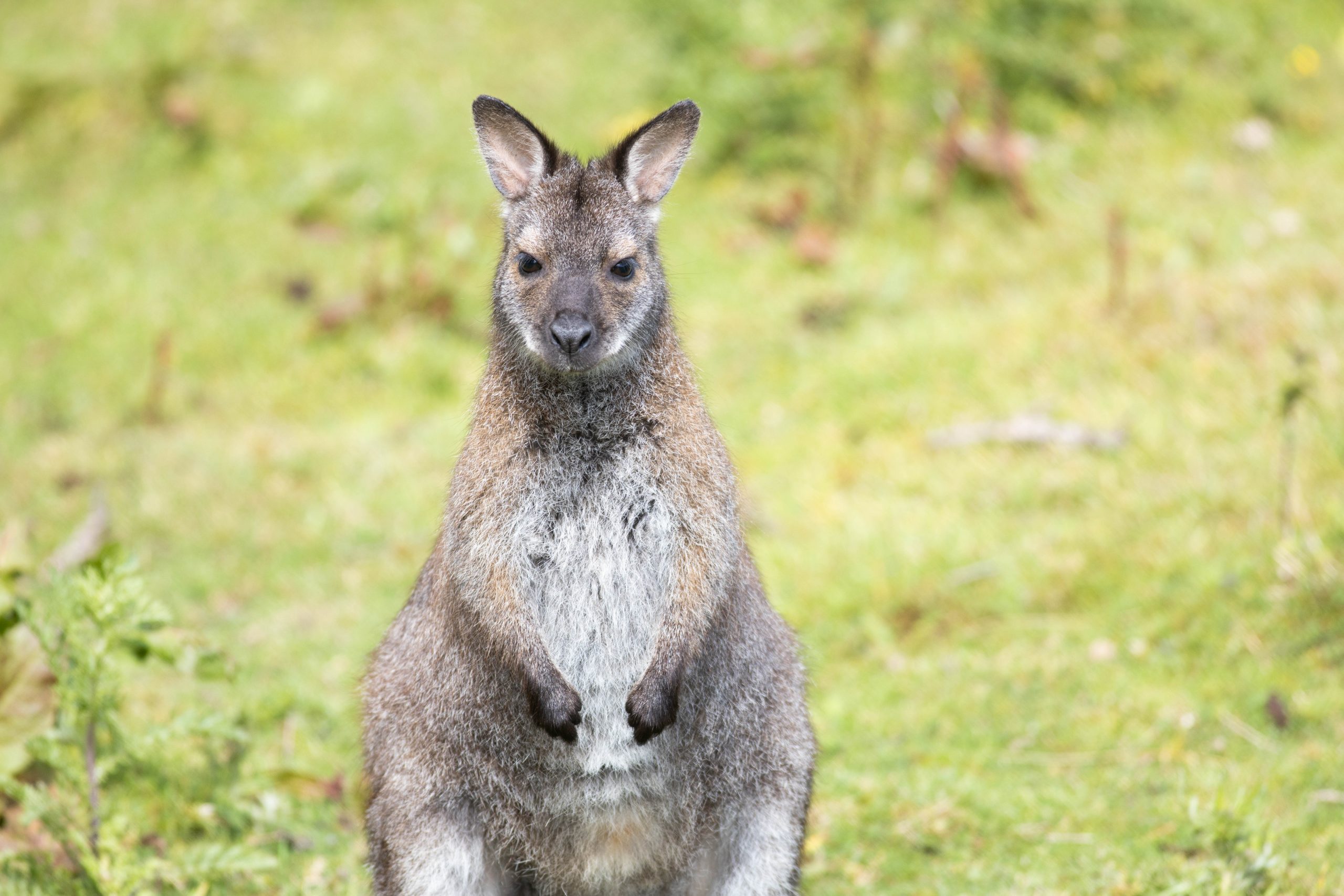 Agile Wallaby – Quolling Around