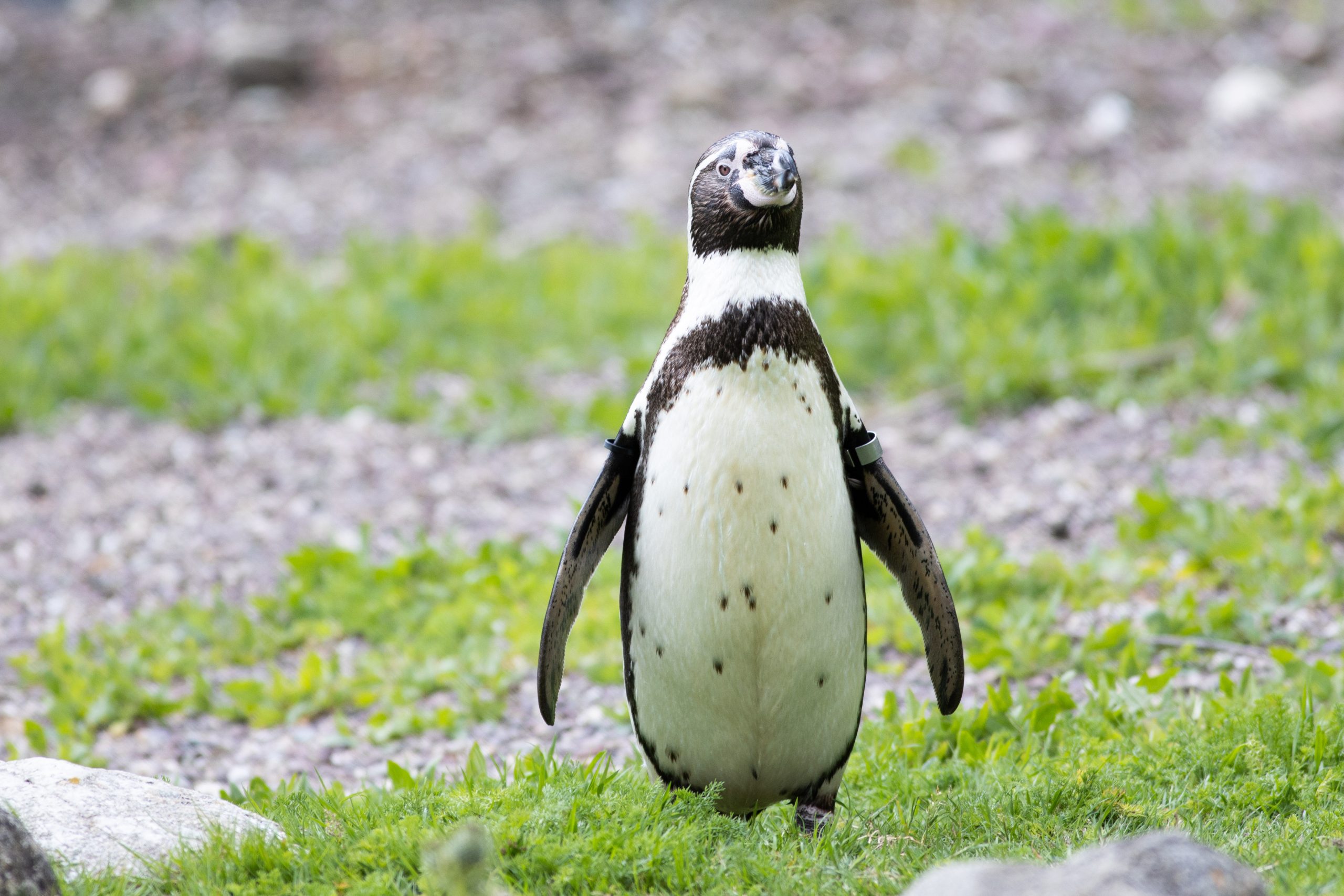 Humboldt Penguin Fota