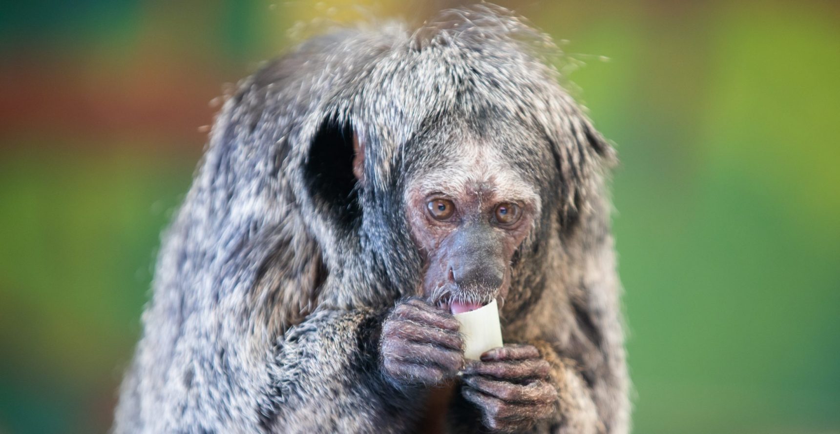 White-faced Saki monkey