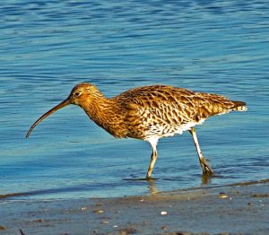 Curlew conservation