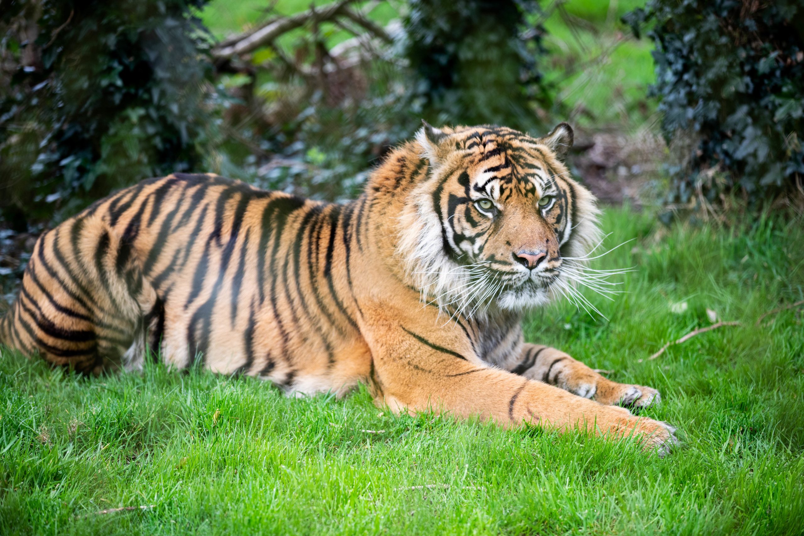 Sumatran Tiger Fota