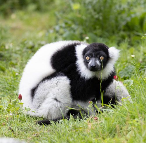 Sponsor Black & White Ruffed Lemur - Fota Wildlife Park