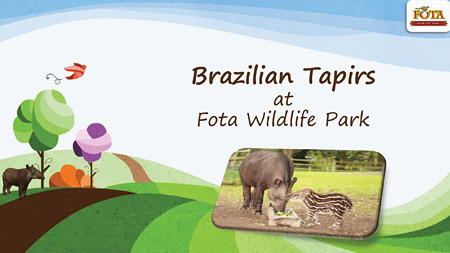 tapir workbook cover