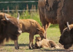 Two European Bison calves