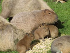 little Capybaras