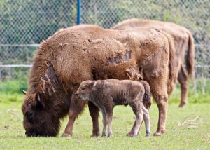 Fota baby bison