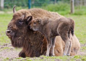 Fota baby bison