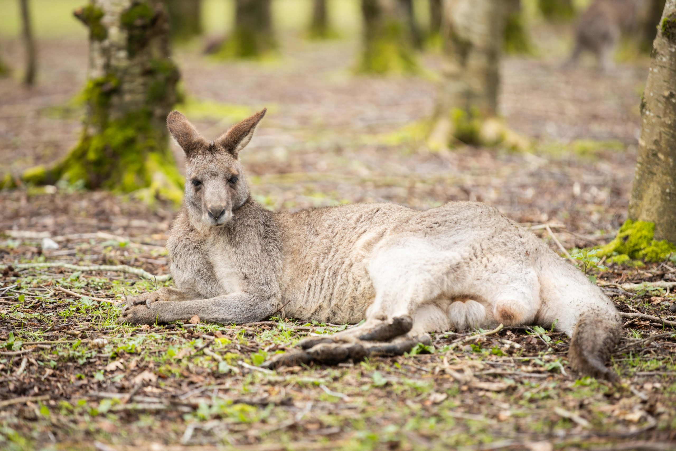 Sponsor Eastern Grey Kangaroo - Fota Wildlife Park