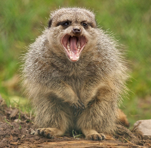 Meerkat Yawning