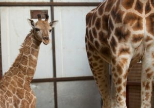 female giraffe calf