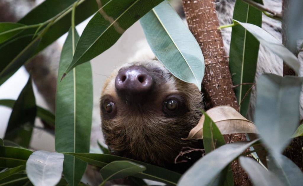 Fota Wildlife Park welcomes the world's slowest land mammal – the Sloth -  Fota Wildlife Park